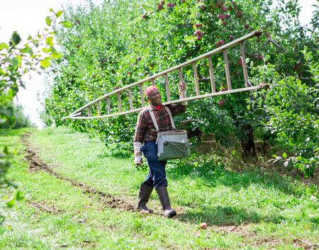 Picking Apples
